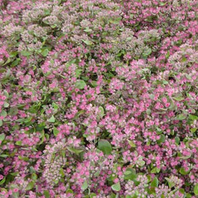 3 Sedum Ruby Glow - Sedum robustum - Plantes