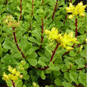 3 Sedum Weihenstephaner - Sedum floriferum weihenstephaner gold - Plantes