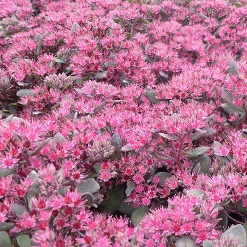 Sedum Bertram Anderson - Sedum bertram anderson - Plantes