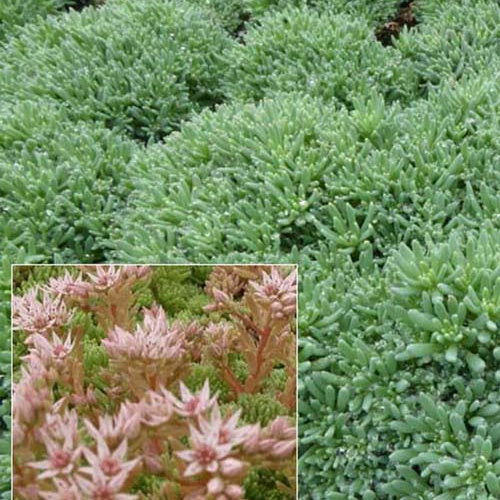 3 Sedum d'Espagne - Sedum hispanicum var. minus - Plantes