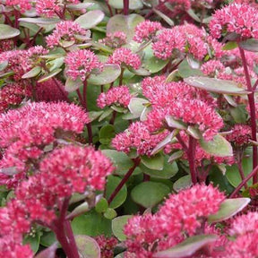 Sedum Red Cauli - Sedum red cauli - Plantes