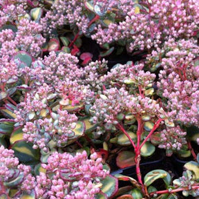 3 Sedum de Siebold panaché - Sedum sieboldii mediovariegatum - Plantes