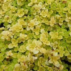 Sedum Makinoi Lime - Sedum makinoi ogon - Plantes