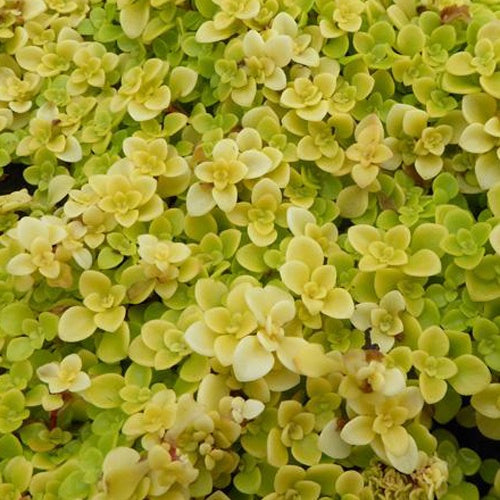 Sedum Makinoi Lime - Sedum makinoi ogon - Plantes