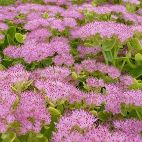 3 Sedum Brillant - Sedum spectabile brilliant ( brilliant group ) - Plantes