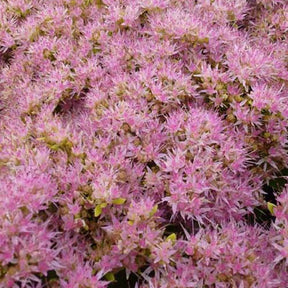 Sedum Carmen - Sedum spectabile carmen - Plantes