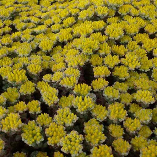 3 Sedum spatulé Cape Blanco - Sedum spathulifolium cape blanco - Plantes