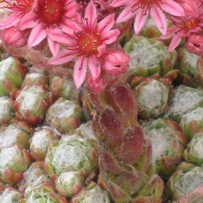 3 Joubarbes à toile d'araignée pourpre - Sempervivum - Sempervivum arachnoideum rubrum - Plantes