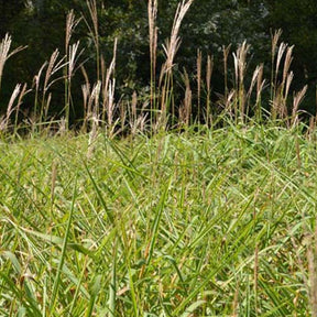 Eulalie Purpurascens - Miscanthus sinensis ssp purpurascens - Plantes