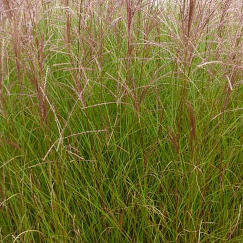 Eulalie Autumn Light - Miscanthus sinensis autumn light - Plantes