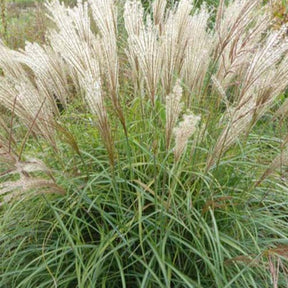 Eulalie China - Miscanthus sinensis china - Plantes