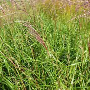 Eulalie Emmanuel Lepage - Miscanthus sinensis emmanuel lepage - Plantes