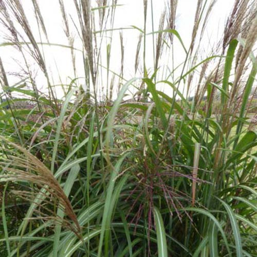 Eulalie Goliath - Miscanthus sinensis goliath - Plantes