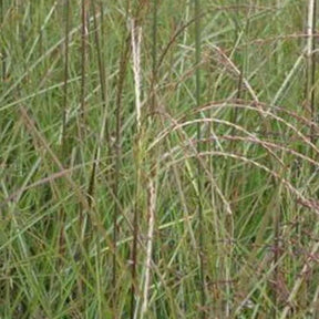 Eulalie Graziella - Miscanthus sinensis graziella - Plantes