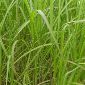 Eulalie Jubilar - Miscanthus sinensis jubilar - Plantes