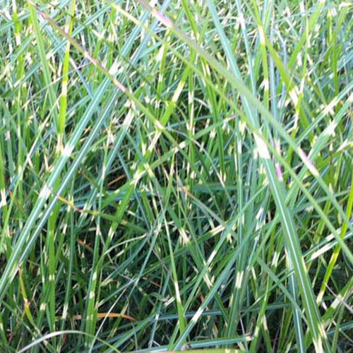 Eulalie Pünktchen - Miscanthus sinensis pünktchen - Plantes