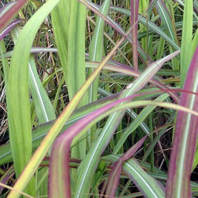 Eulalie Samurai - Miscanthus sinensis samurai - Plantes