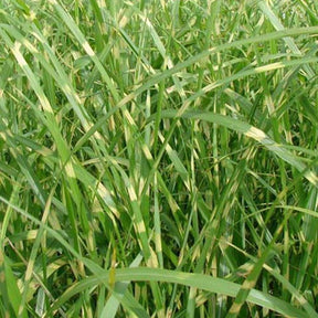 Eulalie Zebrinus - Miscanthus sinensis zebrinus - Plantes