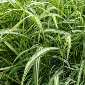 Phalaris Luteopicta -Baldingère faux roseau - Phalaris arundinacea luteopicta - Plantes