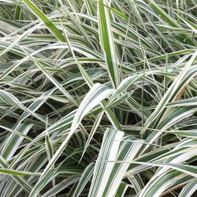 Phalaris panaché -Baldingère faux roseau - Phalaris arundinacea picta - Plantes