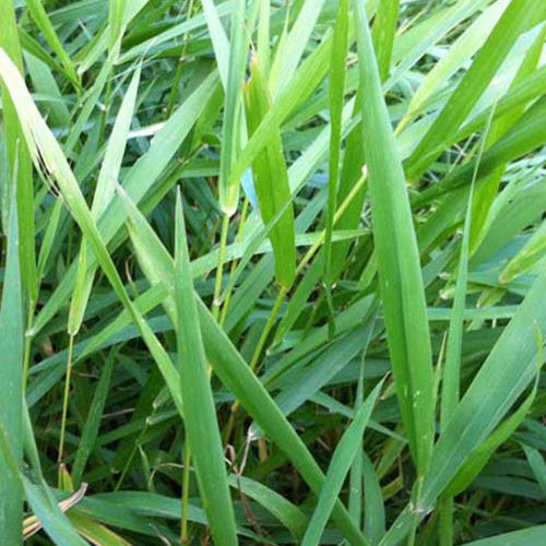 Phalaris -Baldingère faux roseau - Phalaris arundinacea - Plantes