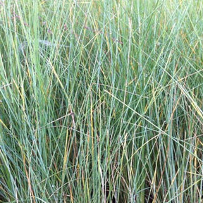 Pâturin australien persistant - Poa labillardieri - Plantes