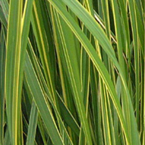 Spartine dorée - Spartina pectinata aureomarginata - Plantes