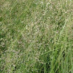 Sporobole à glumes inégales - Sporobolus heterolepis - Plantes