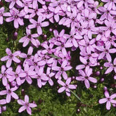 Silène acaule - Silene acaulis - Plantes