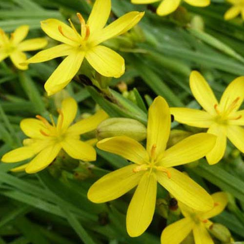 3 Bermudiennes de Californie - Sisyrinchium californicum (brachypus) - Plantes