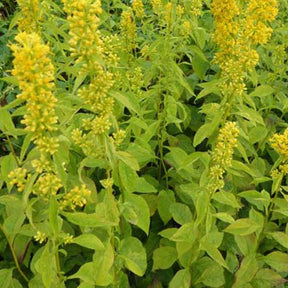 Solidago Variegata - Solidago flexicaulis variegata - Plantes