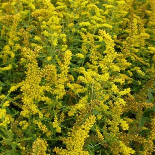 Solidago rugosa Firework - Solidago rugosa fireworks - Plantes