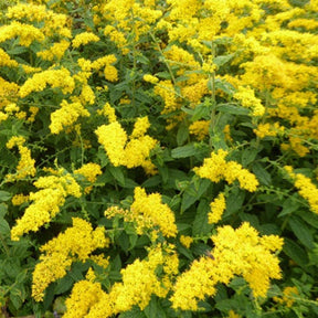 Solidago rugosa - Solidago rugosa - Plantes