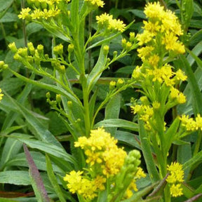 3 Solidago Goldene Wellen - Solidago sempervirens goldene wellen - Plantes