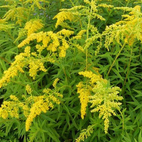 Solidago Shortii - Solidago shortii - Plantes