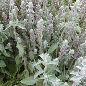 3 Oreilles de Lapin - Epiaires de Byzance - Stachys byzantina - Plantes