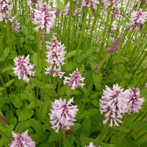 Epiaire Rosea - Stachys monieri rosea - Plantes