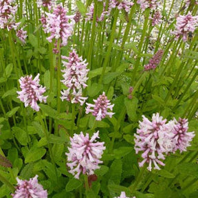 Epiaire Rosea - Stachys monieri rosea - Plantes