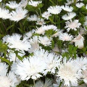 Stokesia Träumerei - Bleuet d'Amérique - Stokesia laevis träumerei - Plantes