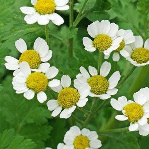 3 Grandes mauves - Tanacetum parthenium - Plantes