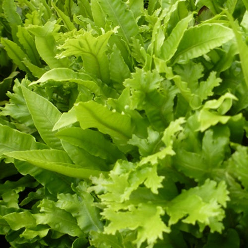 Fougère scolopendre - Langue de cerf crispée - Asplenium scolopendrium cristatum - Plantes