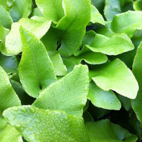 Fougère scolopendre - Langue de cerf ondulée - Asplenium scolopendrium undulatum - Plantes