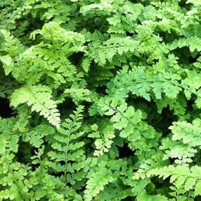 Aspidie à cils raides Wollaston - Fougère - Polystichum setiferum proliferum wollaston - Plantes