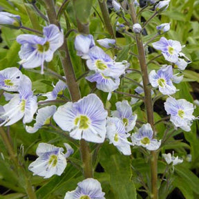 Véronique fausse-gentiane Robusta - Veronica gentianoides robusta - Plantes