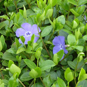 Petite pervenche Gruner Teppich - Vinca minor 'grüner teppich' - Plantes