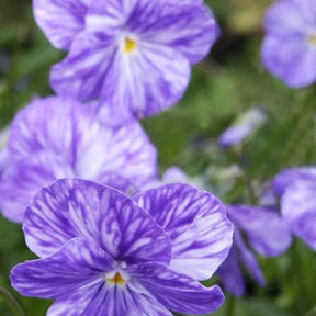 3 Violettes cornue Columbine - Pensée - Viola cornuta columbine - Plantes