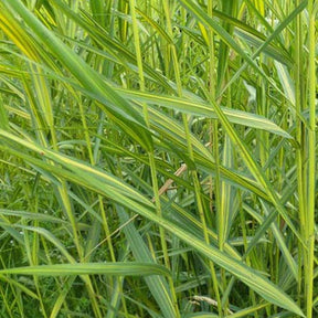 Roseau panaché - Phragmites australis variegatus - Plantes