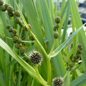 Rubanier d'eau - Sparganium erectum - Plantes