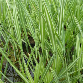 Massette à feuilles larges panachée - Typha latifolia variegata - Plantes