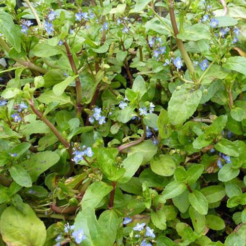 Véronique des ruisseaux - Veronica beccabunga - Plantes